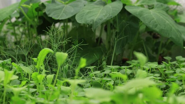 Super time lapse and close up of green peas sprouts swaying its tendrils while growing between other microgreens like mug beans, broccoli, radish, kale, amaranth and other greens in light tent
