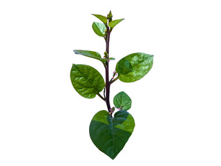 Malabar spinach plant isolated on transparent background