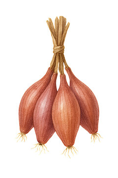 Watercolor Bundle of Shallots with Rose and Copper Tones