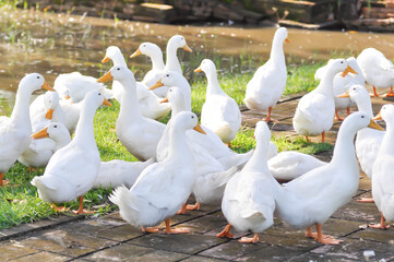 duck or ducks on the farm , farm animal