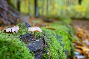 Wie kleine Laternen leuchten die zarten Pilze im Moosmeer des Waldes. Ihre durchscheinenden Hüte fangen das Licht ein, als wollten sie Geschichten vom Regen und vom Schatten erzählen. Zwischen Tautrop
