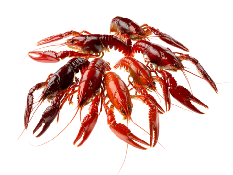 fresh crawfish arranged naturally