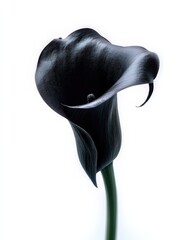 Una impresionante fotograf&iacute;a de una flor de calla negra contra un fondo blanco.