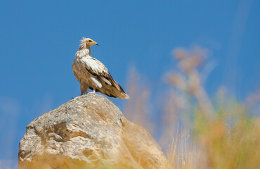 
The Egyptian Vulture (Neophron percnopterus) is a species that lives in colonies on high cliffs near Hasankeyf in Türkiye.