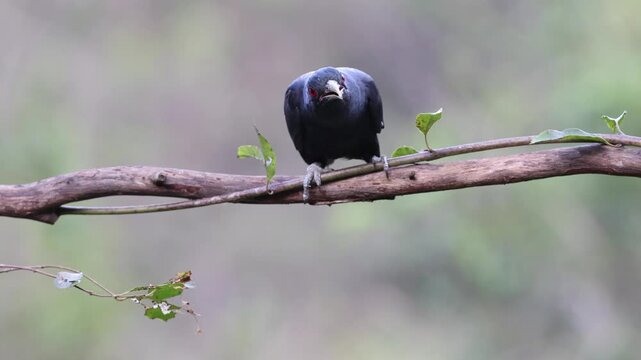 Beautiful video of beautiful bird Asian Koel or Black cuckoo sitting in the perch or branch of tree staring at the visitors at Coorg, Karnataka, india