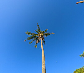 a coconut tree standing alone against a blue sky background