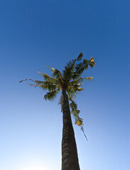 a coconut tree standing alone against a blue sky background