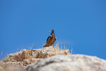 
The Egyptian Vulture (Neophron percnopterus) is a species that lives in colonies on high cliffs near Hasankeyf in Türkiye.