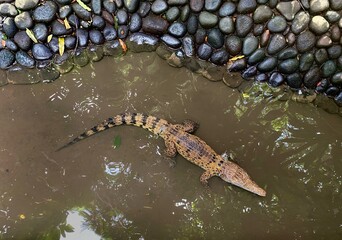 Crocodile resting in murky pond at wildlife park zoo