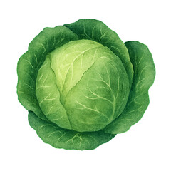 Fototapeta premium Green Cabbage Watercolor Illustration on Transparent Background