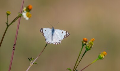 Brown-veined White (Belenois aurota) is a lovely species seen in the Southeastern Anatolia Region of Türkiye in October and November.
