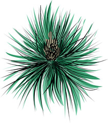 Top view pine branch with cone green vector illustration