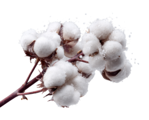 Close-up cotton bolls on branch