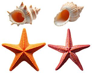 Marine Seashell and Starfish Collection – Transparent Nautical Elements for Educational Graphics and Ocean Design Projects