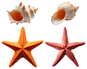 Marine Seashell and Starfish Collection – Transparent Nautical Elements for Educational Graphics and Ocean Design Projects