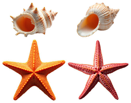 Marine Seashell and Starfish Collection – Transparent Nautical Elements for Educational Graphics and Ocean Design Projects