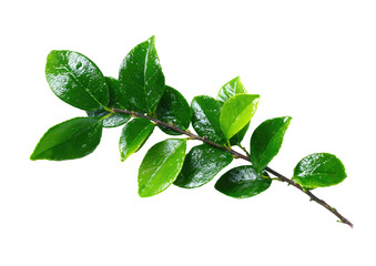 Obraz premium Close-up of vibrant green leaves on a branch (1)