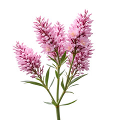 Obraz premium Pink Flowering Plant with Clusters of Bright Pink Blooms in Natural Setting