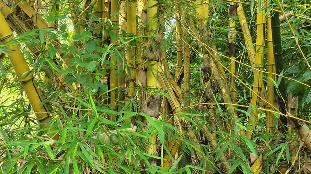Smooth panning video of tall bamboo trees in a peaceful village environment,  green leaves and natural tropical scenery.