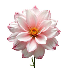 Obraz premium Pink Lotus Flower Blooming with Soft Petals and Bright Yellow Center in Natural Setting
