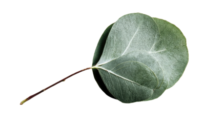 Close-up of a single eucalyptus leaf
