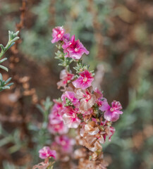 Flowers of Salsola oppositifolia, a species of halophyte shrub native to the Mediterranean Basin. Photo taken in the Clot de Galvany, Alicante, Spain