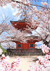 Beautiful nature spring scene with sakura flowers. Blooming sakura and Japanese pagoda, Miyajima island, Japan. Japanese hanami festival. Cherry blooming season in Japan