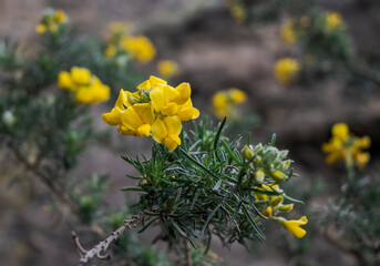 Bright yellow flowers of Adenocarpus decorticans, a legume family plant. Photo taken in Palancon stream, Bayarcal, province of Almeria, Spain