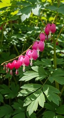 Bleeding Heart Flowers in Springtime Garden - A Close-Up.
