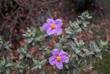 Flowers of Cistus albidus, a species in the family Cistaceae. Photo taken in Palancon stream, Bayarcal, province of Almeria, Spain