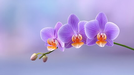Close up of three vibrant purple orchids with delicate pink speckles and orange centers illuminated by soft diffused daylight against a softly blurred pastel background