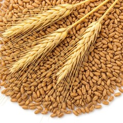 Golden wheat grains and stalks with a textured background