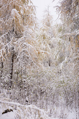 The Snow are falling in the autumn forest at bipenggou scenic area in Chengdu, Chaina