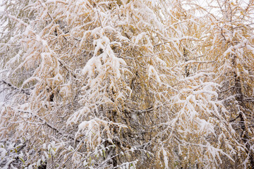 The Snow are falling in the autumn forest at bipenggou scenic area in Chengdu, Chaina
