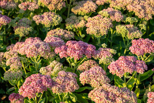 Sedum flowers a lot in the rays of the setting sun. Sedum Herbstfreude or Hylotelephium or Stonecrop Autumn Joy flowers