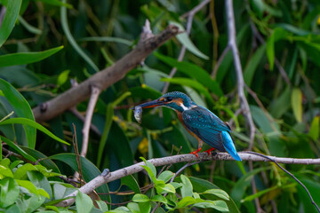 The common kingfisher in a natural pond is looking for food.