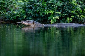 Water monitor animal floating in the lake forest
