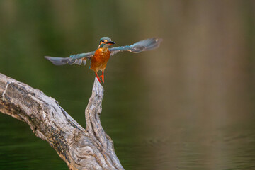 The common kingfisher in a natural pond is looking for food.