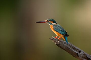 The common kingfisher in a natural pond is looking for food.