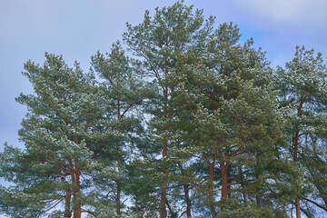 Fototapeta premium Winter calm mood. Peace quiet in a winter forest with pine trees