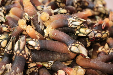 Goose barnacle close up at the fish market in Loulé, Portugal 