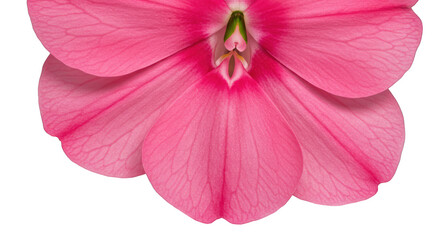 Macro Close up of a Vibrant Pink Flower Against a Dark Background