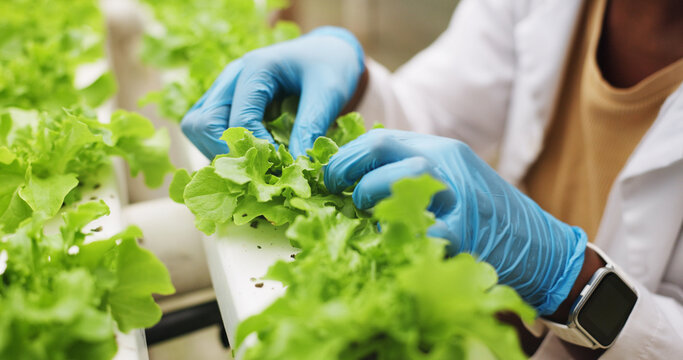 Gloves, plants and hands of scientist in greenhouse for research, review or inspection for growth. Person, sustainability and botanist checking gmo leafs for agro discovery, study or innovation.