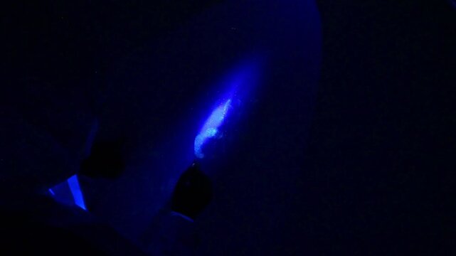 Detective investigating a crime scene with uv light at night