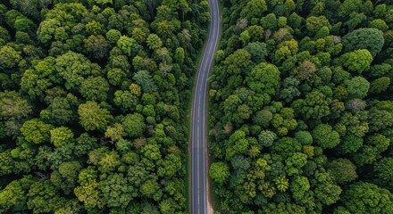 Forest Road Perspective: An aerial vista captures a sleek road winding through the heart of a lush forest, creating a harmonious blend of nature and infrastructure.