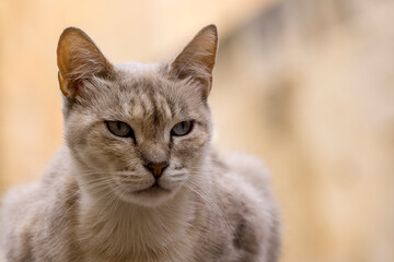 Portrait of a pretty street cat