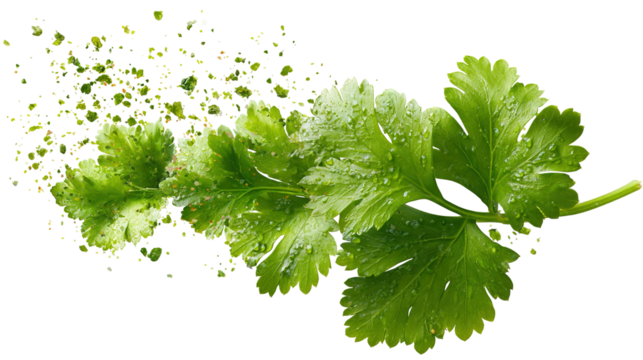 Green coriander leaves close-up, isolation on transparent png