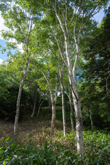 志賀高原・夏の木戸池 , 長野県, 日本