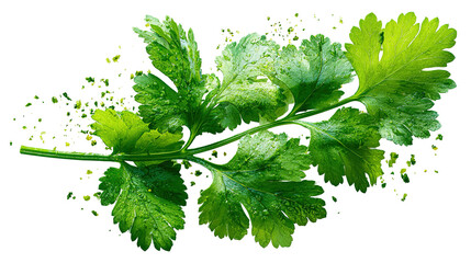 Green coriander leaves close-up, isolation on transparent png