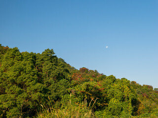 山に広がる紅葉と青空に浮かぶ月